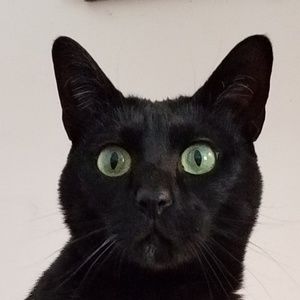 Meet your Posher, Ellen